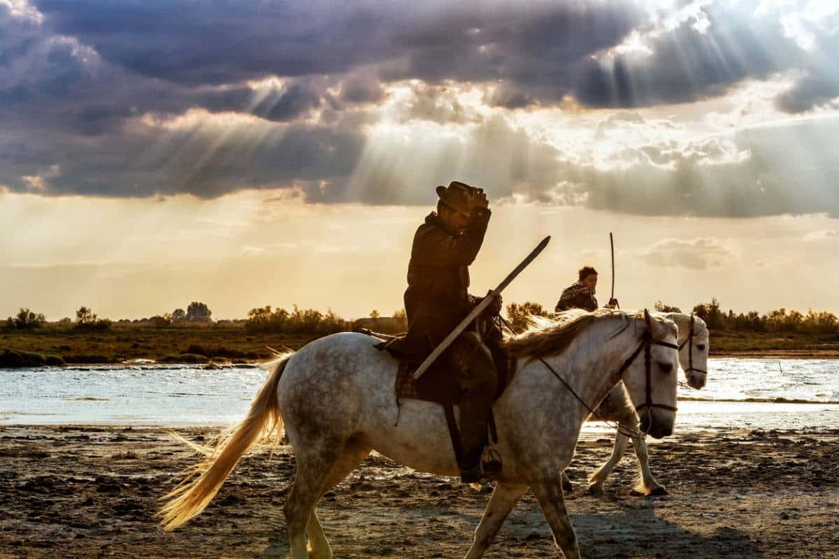 cheval en camargue